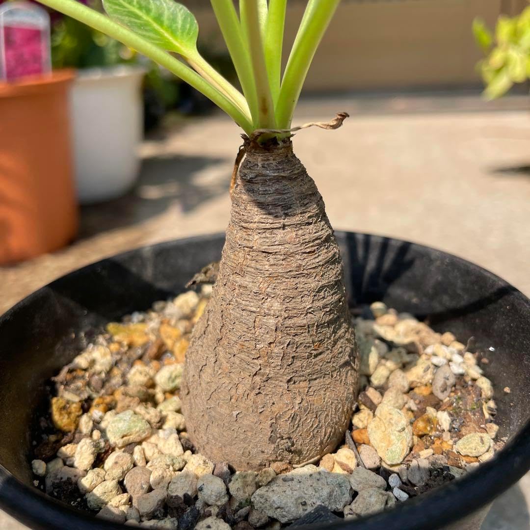 ユーフォルビア フィッシュボーン フィッシュスケール ② 購入